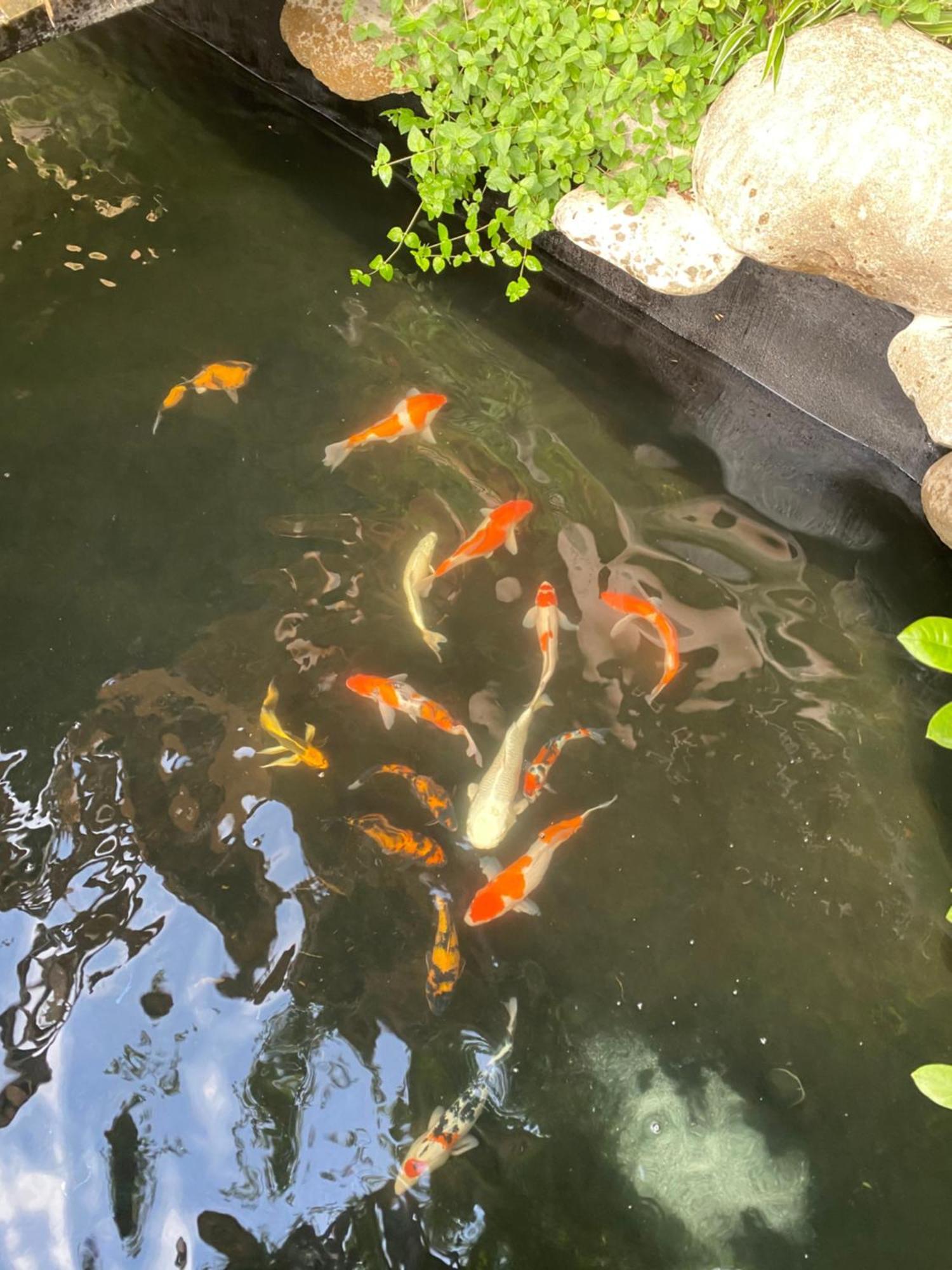 נין בין Lemon Tree Homestay Tam Coc מראה חיצוני תמונה